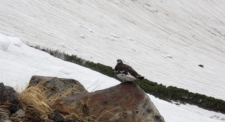 登山 中の鳥